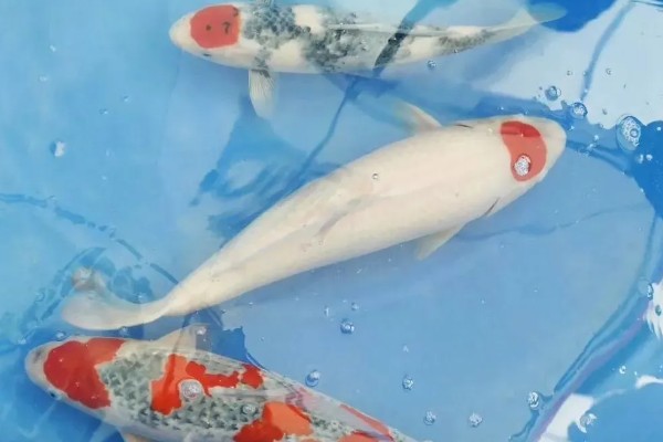 蓝衣锦鲤的产地，原产于中亚地区