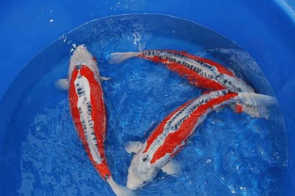 蓝衣锦鲤的产地，原产于中亚地区