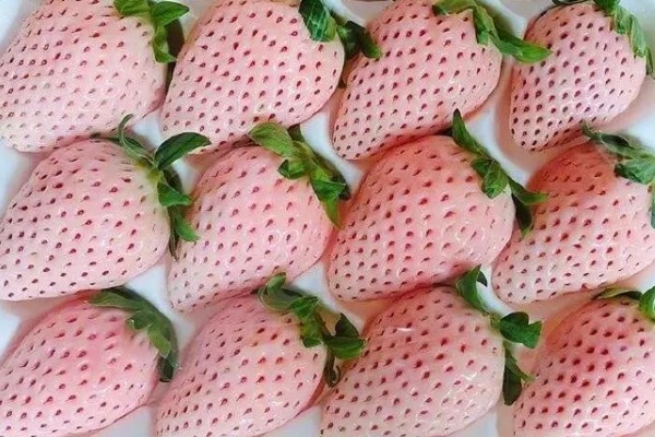 奶油草莓品种简介，自带一股淡淡的牛奶香味