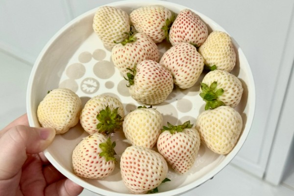 奶油草莓品种简介，自带一股淡淡的牛奶香味
