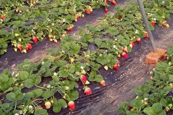 奶油草莓品种简介，自带一股淡淡的牛奶香味