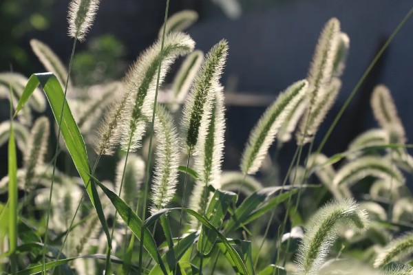 狗尾巴草的外形特点，其花朵为圆锥花序