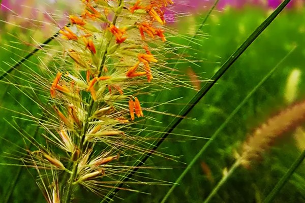 狗尾巴草的外形特点，其花朵为圆锥花序