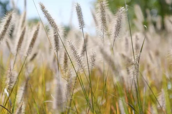 狗尾巴草的外形特点，其花朵为圆锥花序