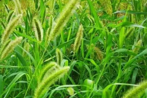 狗尾巴草的外形特点，其花朵为圆锥花序