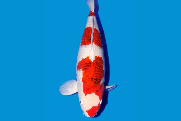 蓝衣锦鲤的产地，原产于中亚地区