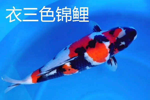 蓝衣锦鲤的产地，原产于中亚地区