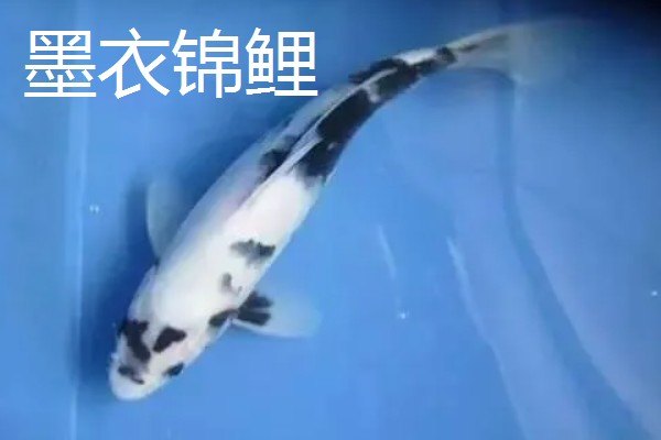 蓝衣锦鲤的产地，原产于中亚地区