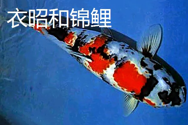 蓝衣锦鲤的产地，原产于中亚地区