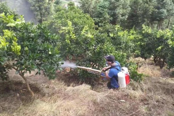 沃柑在七月份用什么肥，适当增施钾肥和磷酸盐水溶性肥料