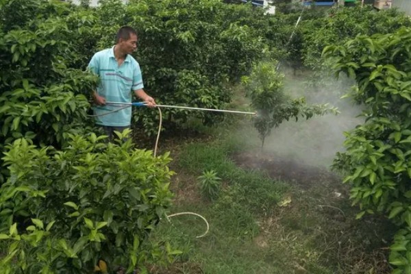 沃柑在七月份用什么肥，适当增施钾肥和磷酸盐水溶性肥料