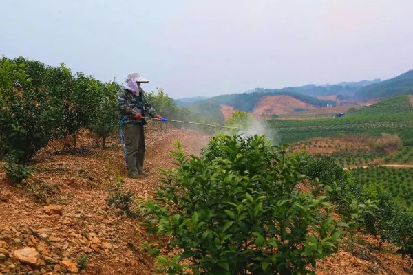 沃柑在七月份用什么肥，适当增施钾肥和磷酸盐水溶性肥料