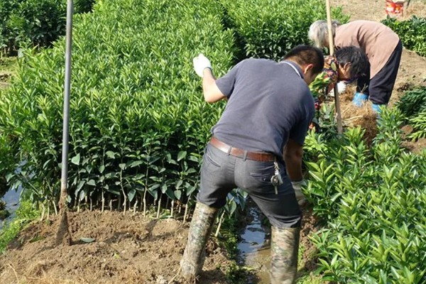 沃柑在七月份用什么肥，适当增施钾肥和磷酸盐水溶性肥料