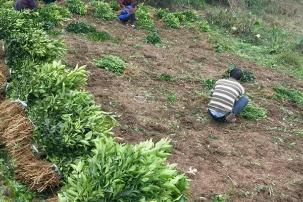 沃柑在七月份用什么肥，适当增施钾肥和磷酸盐水溶性肥料