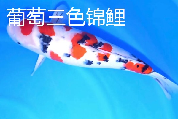 蓝衣锦鲤的产地，原产于中亚地区