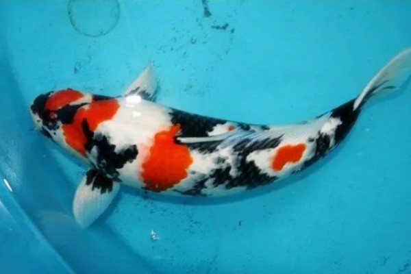 蓝衣锦鲤的产地，原产于中亚地区