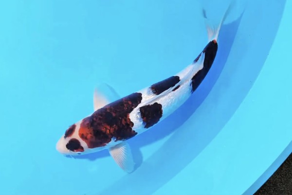 蓝衣锦鲤的产地，原产于中亚地区