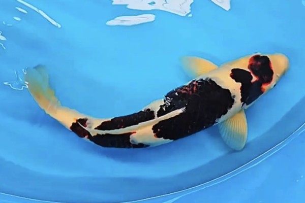 蓝衣锦鲤的产地，原产于中亚地区