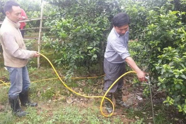 沃柑在七月份用什么肥，适当增施钾肥和磷酸盐水溶性肥料
