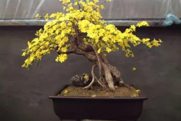 迎春花立秋后怎么修剪，立秋后通常不可进行修剪