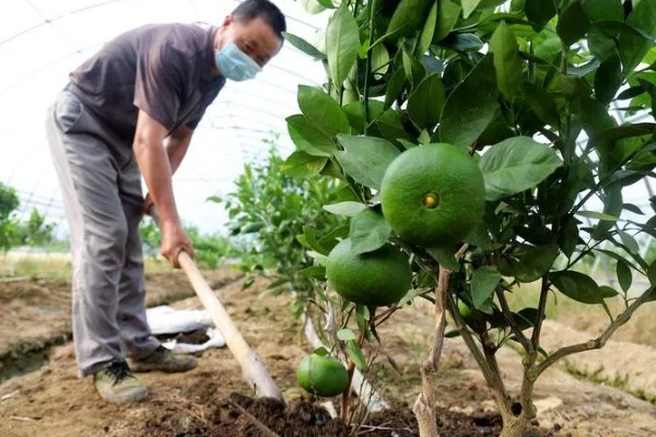 沃柑在七月份用什么肥，适当增施钾肥和磷酸盐水溶性肥料
