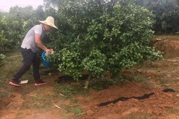 沃柑在七月份用什么肥，适当增施钾肥和磷酸盐水溶性肥料