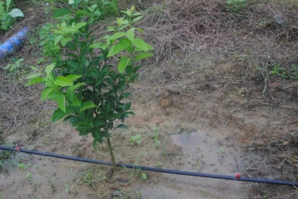 沃柑在七月份用什么肥，适当增施钾肥和磷酸盐水溶性肥料