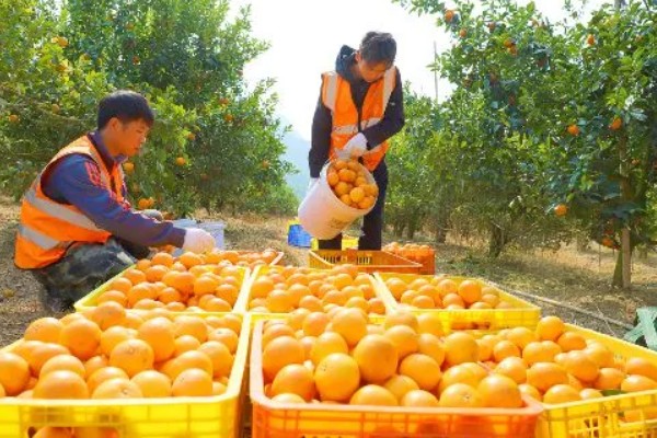 沃柑在七月份用什么肥，适当增施钾肥和磷酸盐水溶性肥料