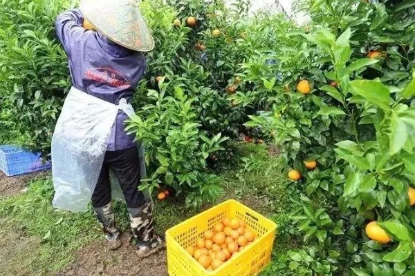 沃柑在七月份用什么肥，适当增施钾肥和磷酸盐水溶性肥料