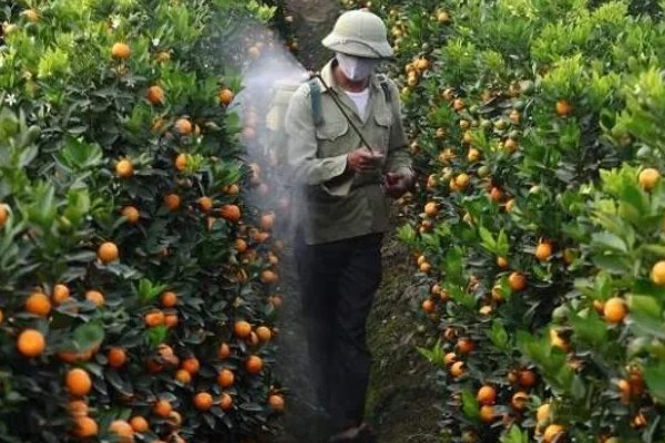 沃柑在七月份用什么肥，适当增施钾肥和磷酸盐水溶性肥料
