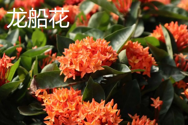 南北方端午的差异，南方吃咸粽子北方吃甜粽子