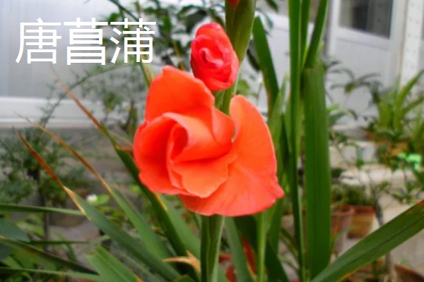 南北方端午的差异，南方吃咸粽子北方吃甜粽子