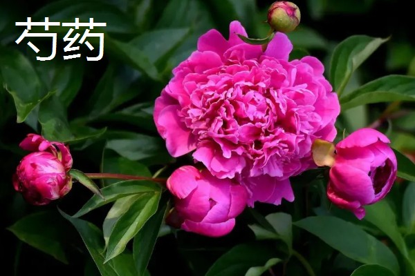 南北方端午的差异，南方吃咸粽子北方吃甜粽子