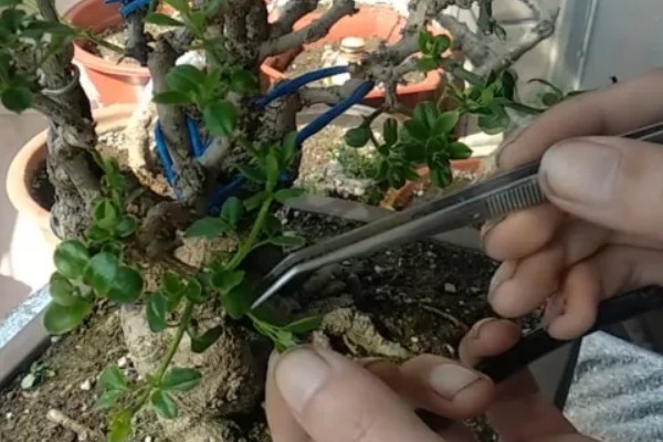 迎春花立秋后怎么修剪，立秋后通常不可进行修剪