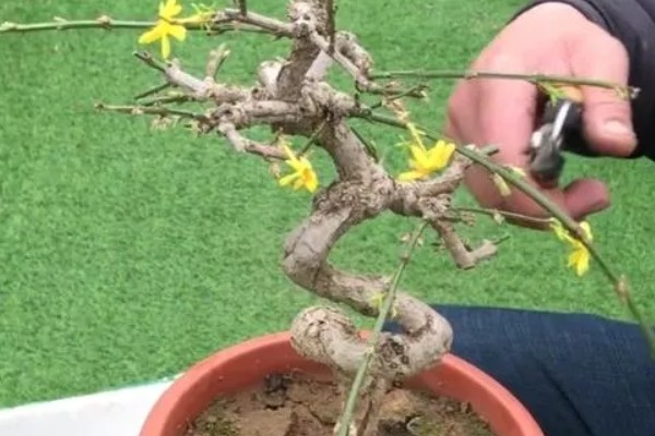 迎春花立秋后怎么修剪，立秋后通常不可进行修剪