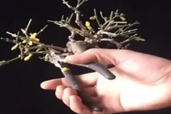迎春花立秋后怎么修剪，立秋后通常不可进行修剪