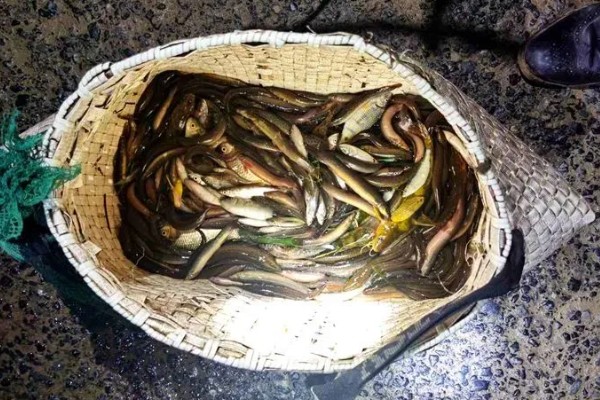 钓泥鳅用什么饵料，可以用自然饵料