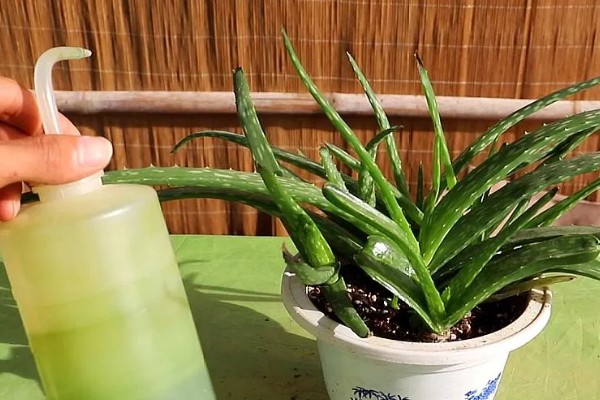 芦荟怎么种植，常采取分株或扦插的方式