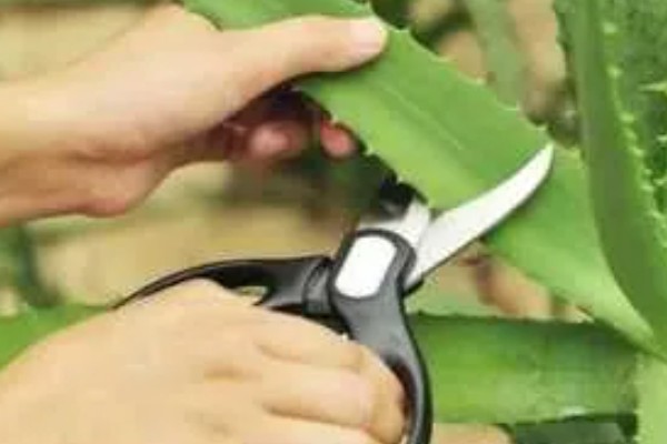 芦荟怎么种植，常采取分株或扦插的方式