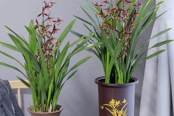 夏天怎么养护墨兰，需及时遮阴