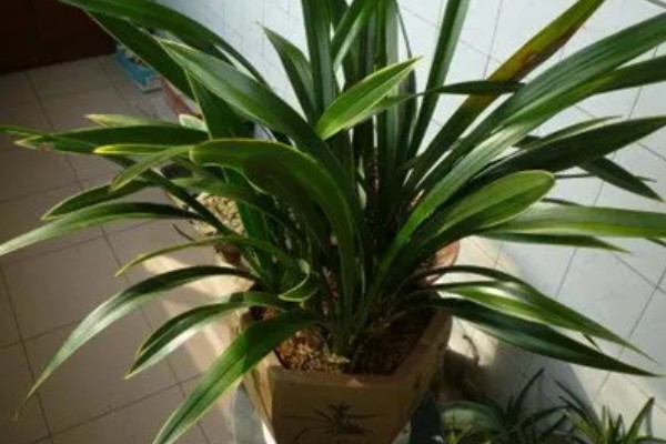 夏天怎么养护墨兰，需及时遮阴