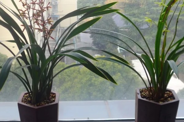 夏天怎么养护墨兰，需及时遮阴