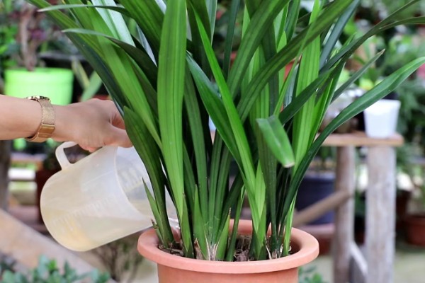 夏天怎么养护墨兰，需及时遮阴