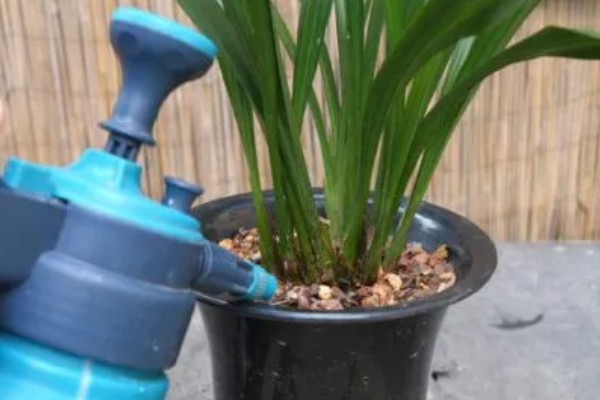 夏天怎么养护墨兰，需及时遮阴