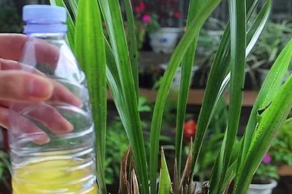 夏天怎么养护墨兰，需及时遮阴