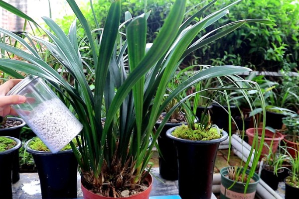 夏天怎么养护墨兰，需及时遮阴