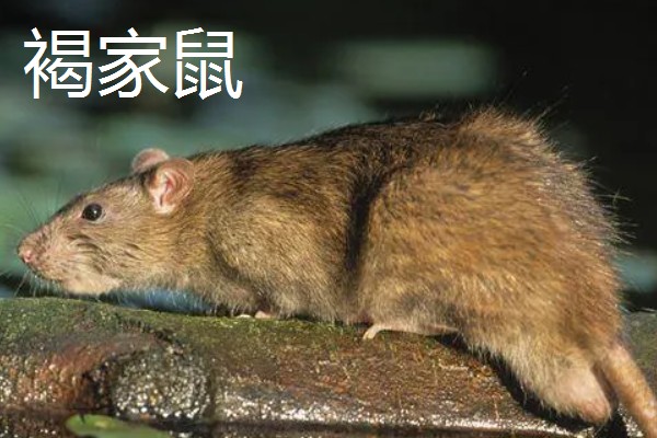 褐家鼠和黄胸鼠的区别是什么，体型和外形均不同