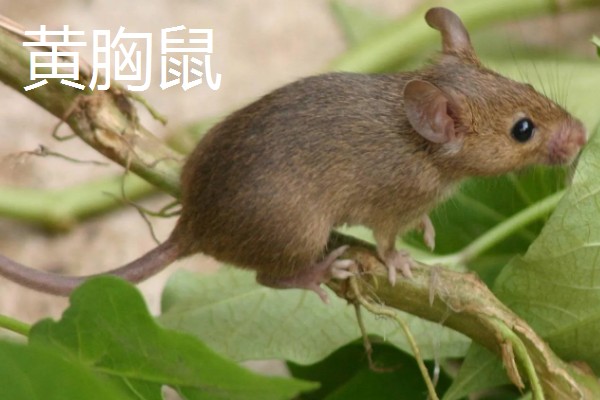 褐家鼠和黄胸鼠的区别是什么，体型和外形均不同