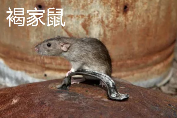 褐家鼠和黄胸鼠的区别是什么，体型和外形均不同