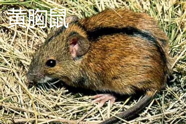 褐家鼠和黄胸鼠的区别是什么，体型和外形均不同